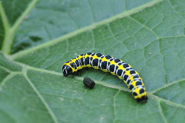 Close a green leaves of the butterfly larva, in natural wild sta