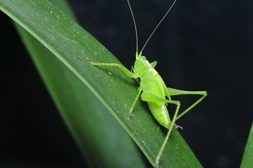 Green grasshopper