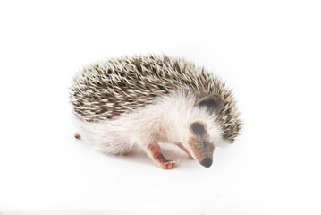 african pygmy hedgehog