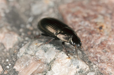 Ground beetle, carabidae on rock, macro photo