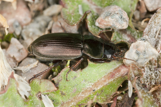Ground beetle, Harpalus species, macro photo