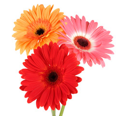 Beautiful Gerber flowers isolated on white