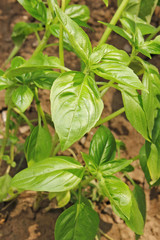 twig of basil