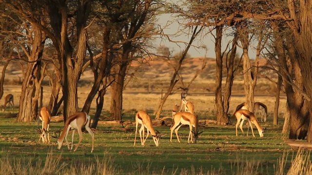 Springbok antelopes grazing, Kalahari desert