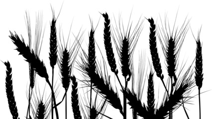 wheat field silhouette on white