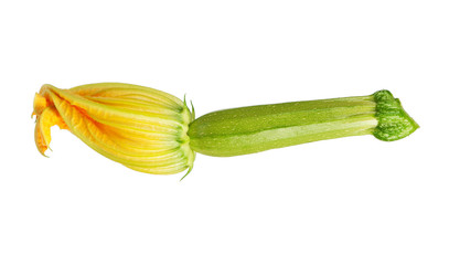 Vegetable marrow