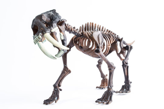 Fototapeta saber-toothed tiger