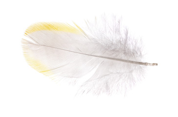single isolated feather with yellow edge