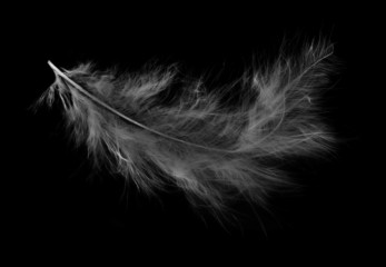 light grey fluffy feather on black