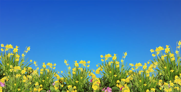 Fr&uuml;hjahrsblumen & blauer Himmel