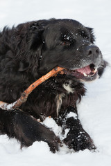 Mixed breed black dog in the snow. Labrador and Berner Sennen.