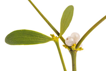Mistel (Viscum) Ausschnitt von Blättern und Beeren