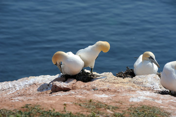 northern gannets