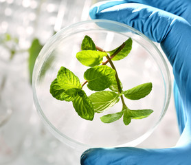 Examing samples with plants