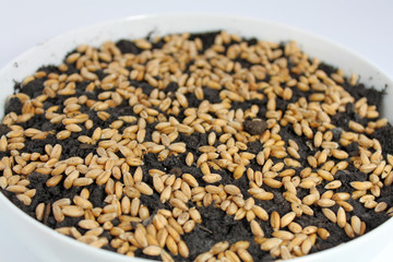 weizenkörner
