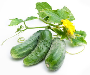 Cucumbers with leaves