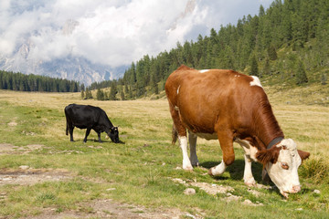 Mucche