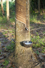 Rubber Plantation