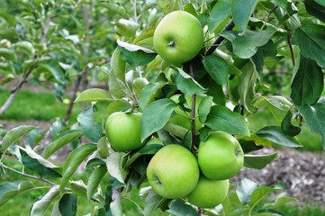 Fresh apple fruit