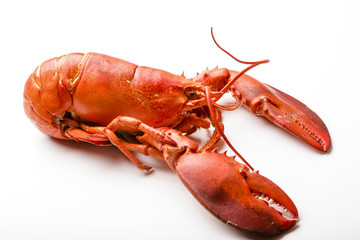 Red lobster isolated on white background