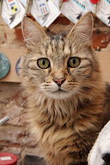 chat tigré poil longs dans atelier d'artiste