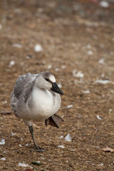 Snow goose fowl