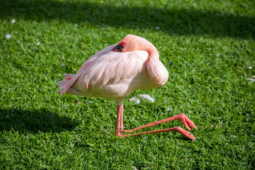 Fototapeta premium Sleeping flamingo