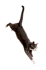 Gray Cat Serie, jumping Cat