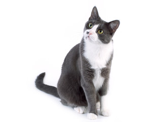 Gray cat looking curiously on white background