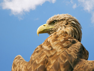 eagle with outspread wings against the blue sky