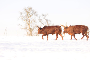 two bullocks on the pasture in winter