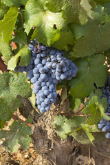 Wine grapes on a vine