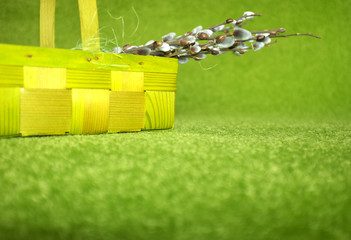 Fototapeta premium Twigs of willow with catkins in basket on a green background
