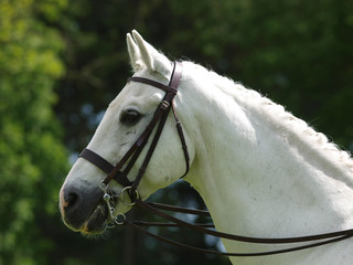 Grey Horse In Bridle