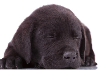 labrador retriever puppy dog sleeping