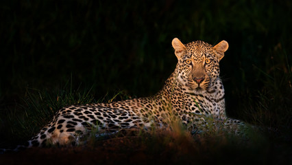 Obraz premium Leopard lying in darkness