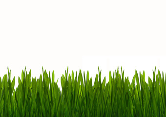 Zielona wiosenna trawa - obrazy, fototapety, plakaty