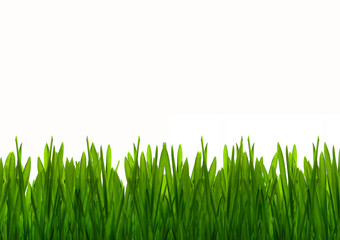Zielona wiosenna trawa - obrazy, fototapety, plakaty
