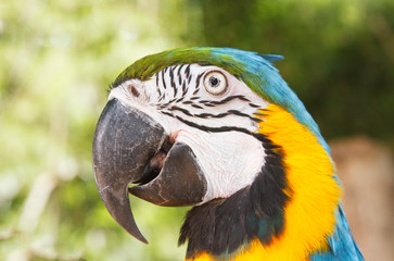 Portrait of  macaw face