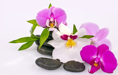 Wellness: Black stones, colourful orchids and bamboo