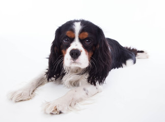 Fototapeta premium Dog spaniel