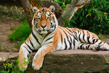 Obrazy na Szkle  Sibirischer Tiger (Panthera tigris altaica)