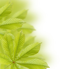 Beautiful green chestnut leaves. Background, Leaves pattern