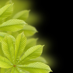 Beautiful green chestnut leaves. Background, Leaves pattern