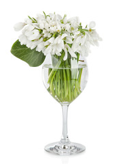 Bouquet of snowdrop flowers in glass vase, isolated on white