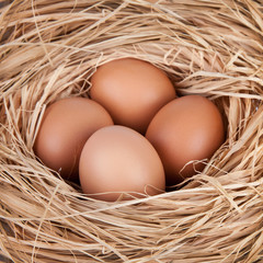 Macro shoot of brown eggs at hay nest in chicken farm