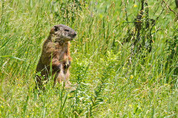 Groundhog in Montreal