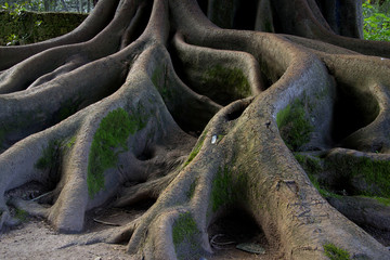 Roots