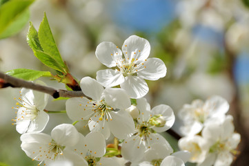 Apple flowers