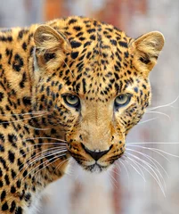 Foto op Plexiglas Leopard © byrdyak